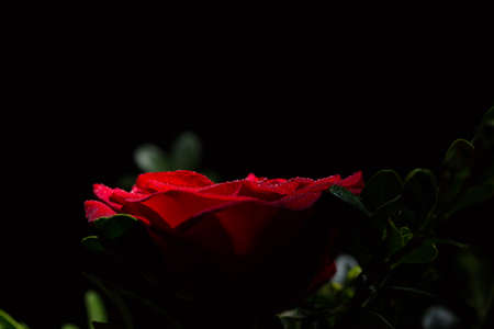 Beautiful red romantic rose with dew drops on black backgroundの写真素材