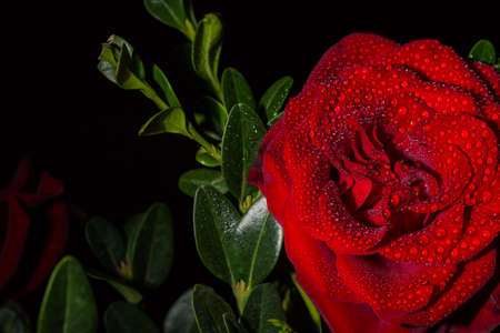 Beautiful red romantic rose with dew drops on black backgroundの写真素材