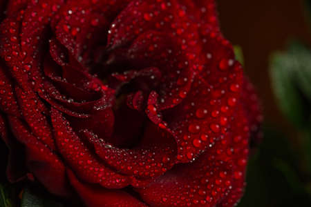 Beautiful red romantic rose with dew drops on black backgroundの写真素材