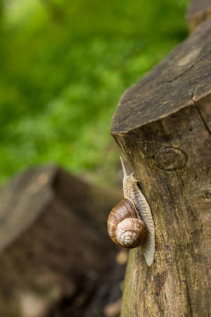 Big snail crawling on a tree in summerの写真素材