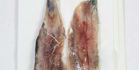 Meat and bones of fresh herring for a delicious dish, carve fishの写真素材