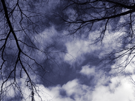 branch of a tree against a rainy sky                    の写真素材