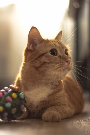 Christmas at the cat. Cat. kitty. Christmas