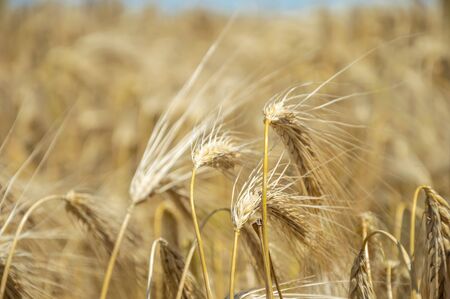 Golden fields of wheat. Spikelets of ripe grains are ready for harvest.