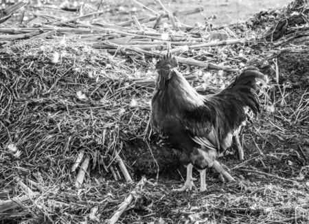 Animals in the countryside. Rooster in the farmer's yard.の写真素材