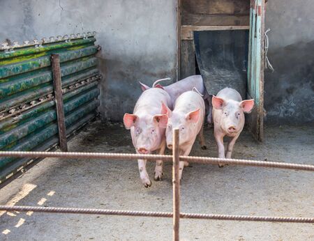 Pigs on a farm in the corral. Ukrainian village. January 2020.の写真素材