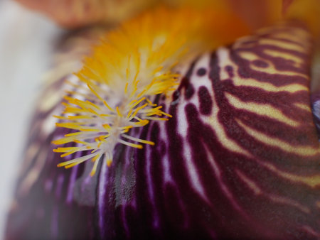macro photography of iris flower with artistic blur
