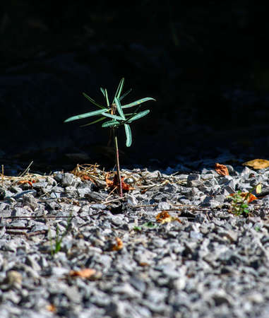 a young euphorbia grows in pebbles in a game of light and shadow. The stones are in the blurred...