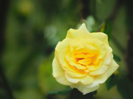front view of a yellow rose, placed on the lower right corner of the image, on a blurred green background.の写真素材