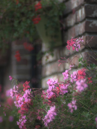 Blurred natural background composed of pink geranium flowers, focused on one flower in the center. Blurred brick wall background. Shot with vintage lens 135mm.の写真素材