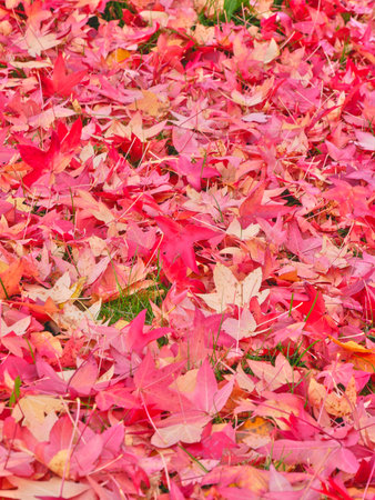 leaves of liquidambar, very colored, on the ground. For autumnal and colored backgroundの写真素材
