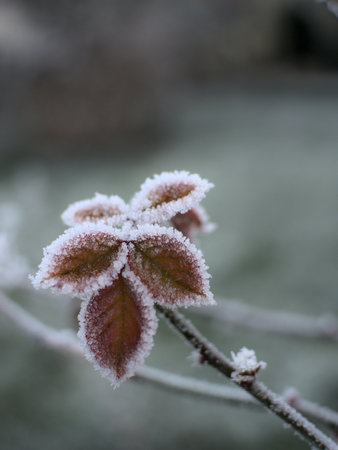 Slightly blurred rose leaves covered with frost, in a corner of the picture. For winter background.