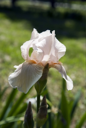 Cream-colored iris.の写真素材