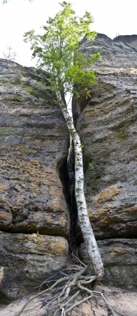 Birch on the rockの写真素材