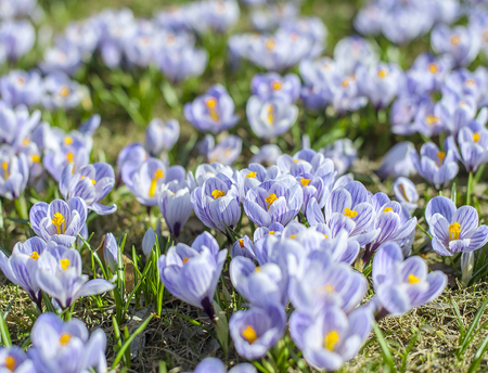 Group purple crocuses. Spring landscapeの写真素材