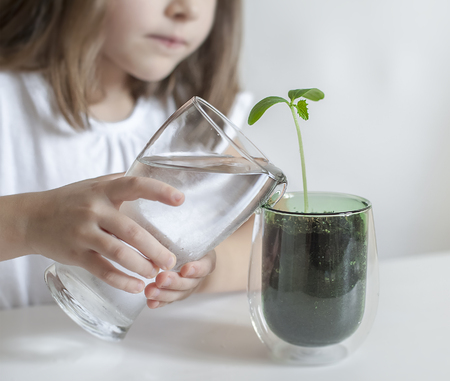 Little toddler girl is holding a transparent glass with water and watering young plant. Caring for a new life. The child's hands. Selective focus. Earth day holiday concept. World Environment Dayの写真素材