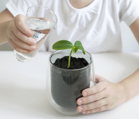 Little toddler girl is holding a transparent glass with water and watering young plant. Caring for a new life. The child's hands. Selective focus. Earth day holiday concept. World Environment Dayの写真素材