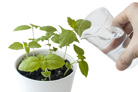 Basil (Ocimum basilicum), Great Basil or Saint-Joseph's-wort in flower pot. Hand nurturing and watering young baby plants growing on fertile soil with white background. Gardening conceptの写真素材