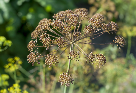 Fennel blossoms. Fennel flowers. Fennel seeds. Seasoning for food. Fennel in a gardenの写真素材