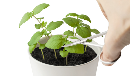 Basil (Ocimum basilicum), Great Basil or Saint-Joseph's-wort in flower pot. Hand of man picking leaves from plant against white background. Scissor cutting fresh culinary herbs. Gardening conceptの写真素材