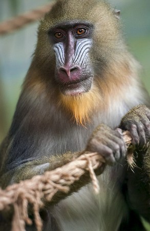 Mandrill (Mandrillus sphinx)の写真素材