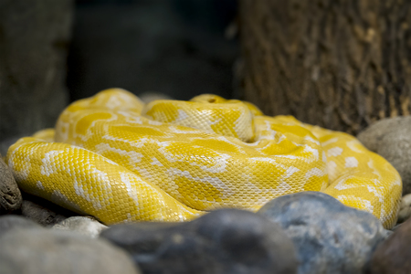 Albino Burmese Python (Python molurus bivittatus). Golden yellow snake lying on groundの写真素材
