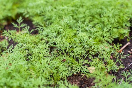 Fresh dill (Anethum graveolens) growing on the vegetable bed. Annual herb, family Apiaceae.  Growing fresh herbs. Green plants in the garden, ecological agriculture for producing healthy food conceptの写真素材