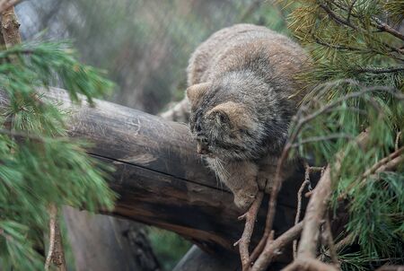 Pallas's cat (Otocolobus manul). Manul is living in the grasslands and montane steppes of Central Asia. Cute furry adult manul on the branches of a treeの写真素材