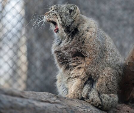 Pallas's cat (Otocolobus manul). Manul is living in the grasslands and montane steppes of Central Asia. Portrait of cute furry adult manul is sitting on the branches of a treeの写真素材