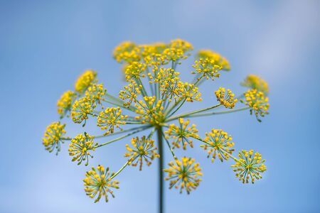 Fennel blossoms. Fennel flowers. Fennel seeds. Seasoning for food. Fennel in a gardenの写真素材
