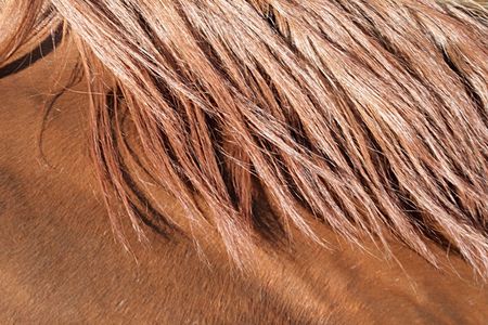 red horseの写真素材