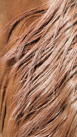 red horseの写真素材