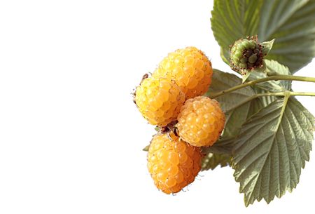 yellow raspberry on a white backgroundの写真素材