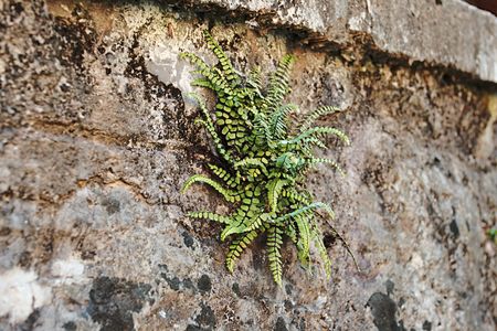 grass on a stone wallの写真素材