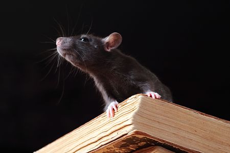 rat  in library,focus on a headの写真素材