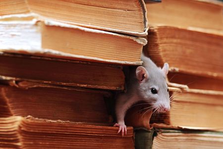 rat  in library,focus on a headの写真素材