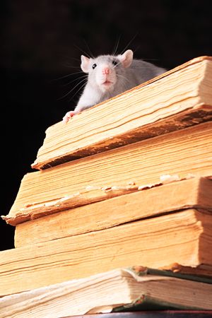rat  in library,focus on a headの写真素材