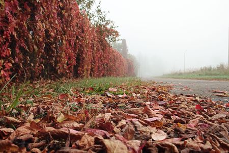 autumn . red  leaves  in fog.の写真素材