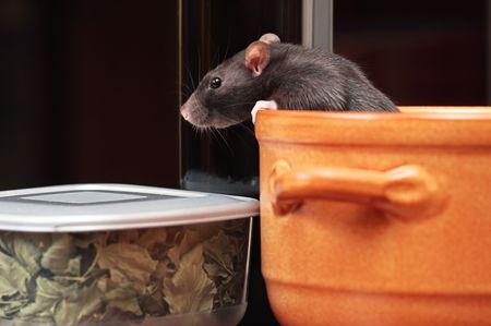 rat in kitchen,focus on a head.の写真素材