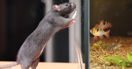 rat and aquarium,focus on a rat