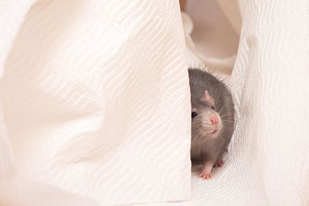 cute rat on a white napkinの写真素材