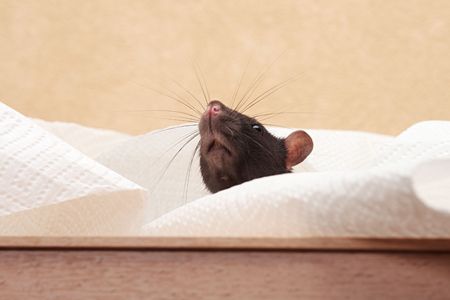 black rat on a white napkinの写真素材