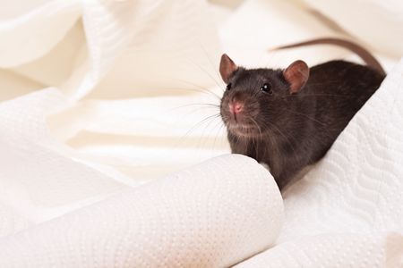 black rat on a white napkinの写真素材