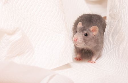 cute rat on a white napkinの写真素材
