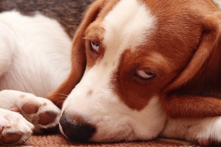 Cute beagle puppyの写真素材