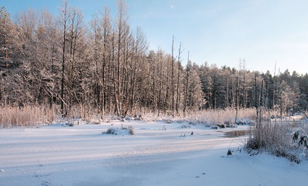 The frozen river in a pine woodの写真素材