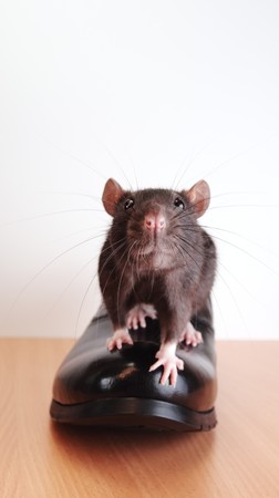 cute rat in new shoeの写真素材