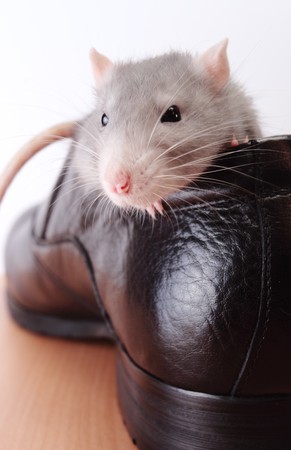 cute rat in new shoeの写真素材
