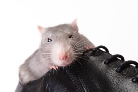 cute rat in new shoeの写真素材