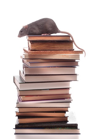 rat with books on a white backgroundの写真素材